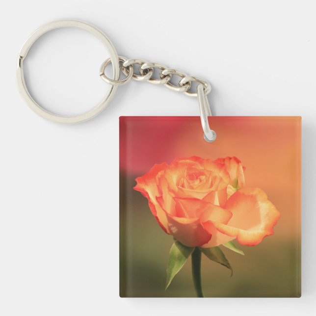 Belle photo de Rose romantique (Devant)