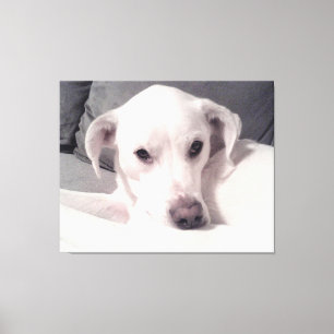 Belle photo exquise de canevas gris chien blanc