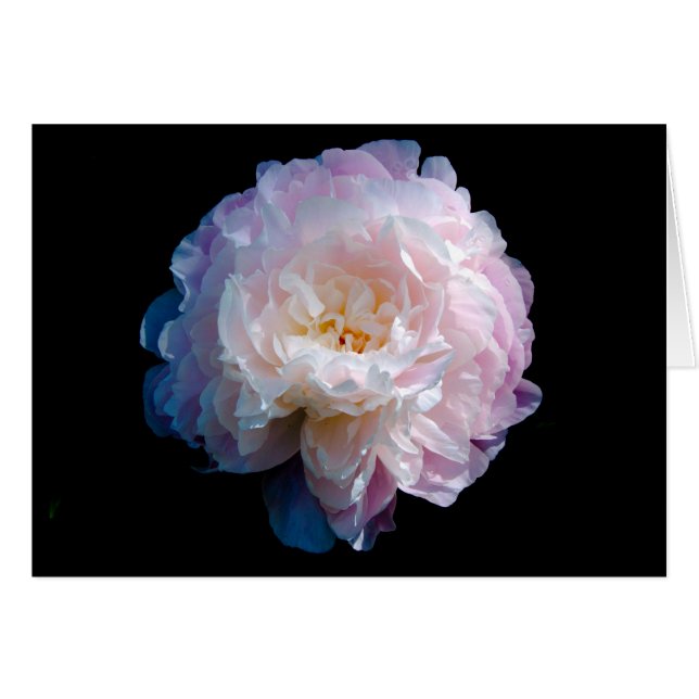 Belle photo florale Peony (Devant horizontal)