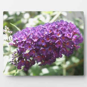 Belle Plaque de fleurs de bouddleia violet