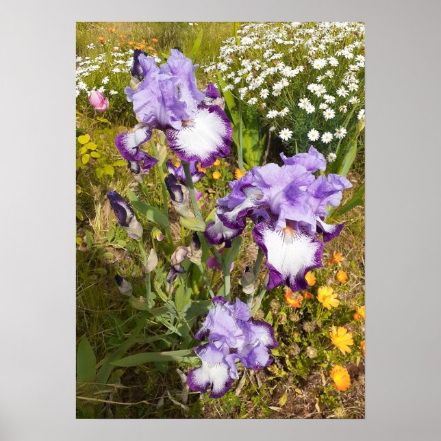 Belle Poster de Jardin Fleur Iris violet (Devant)