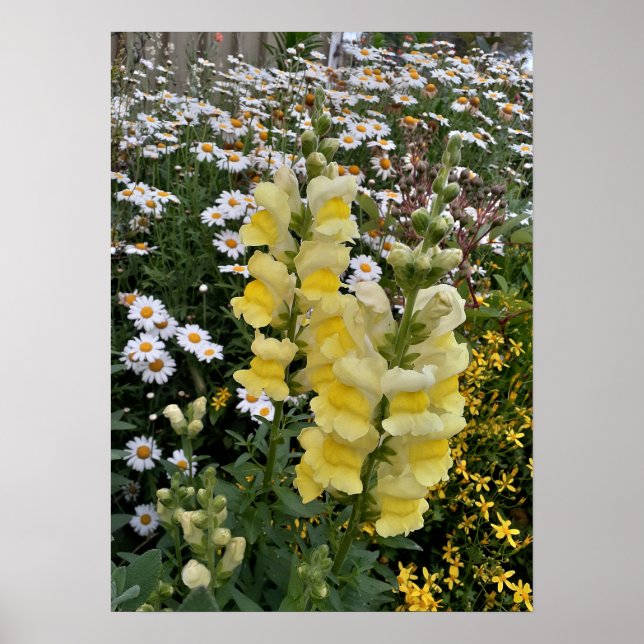 Belle Poster Jardin de Snapdragon Jaune (Devant)