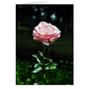 Belle rose rose rose