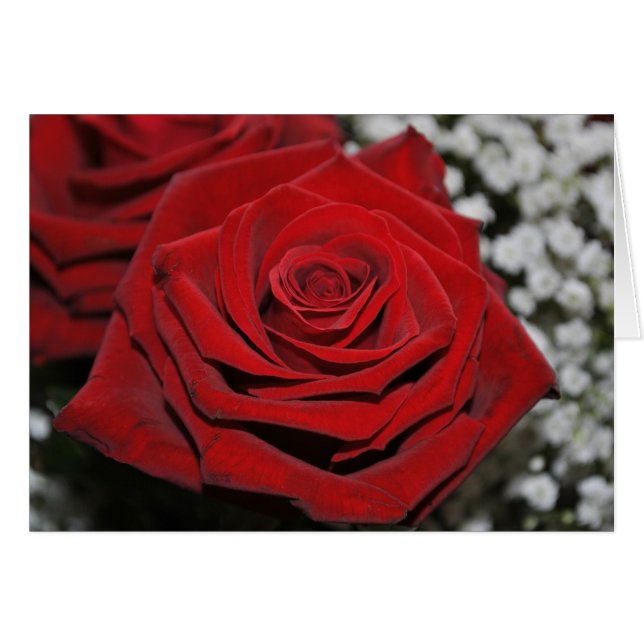 Belle Rose Rouge (Devant horizontal)