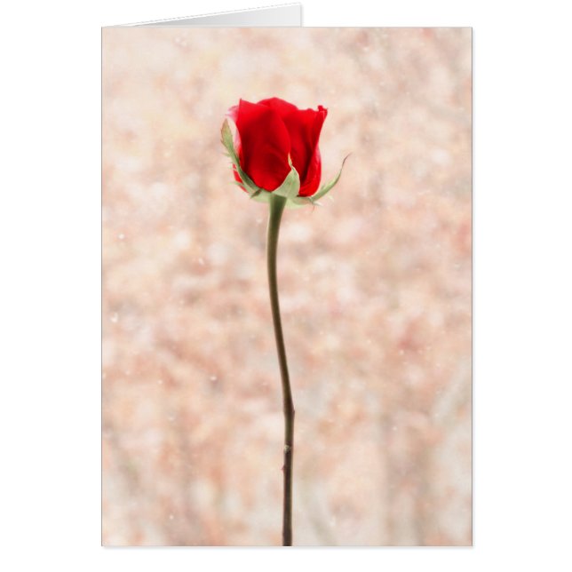 Belle Rose rouge personnalisable (Devant)