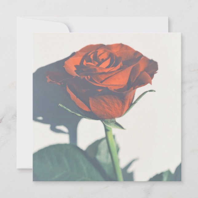 Belle Rose rouge Votre Carte Appartement Texte (Devant)