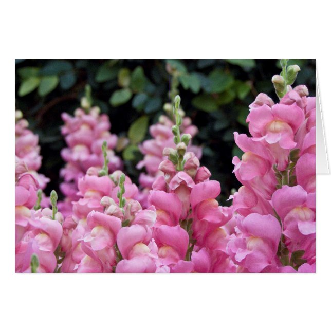 Belle Snapdragons Rose Photo Florale (Devant horizontal)