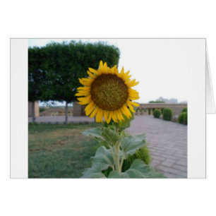 Belle Superbe Tournesol Design Floral