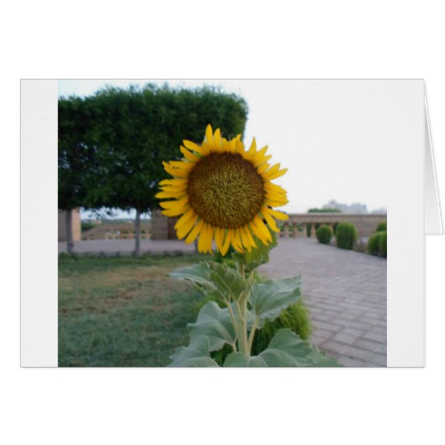 Belle Superbe Tournesol Design Floral (Devant horizontal)