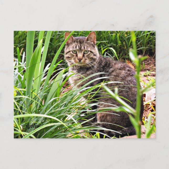 Belle Tabby Chat en Grass Garden Photo Carte posta (Devant)