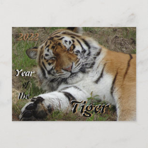 Belle Tiger Chinois Nouvel An 2022 Carte postale