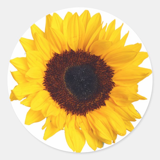 Belle Tournesol Jaune sur Sticker Blanc (Devant)
