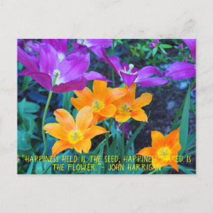 Belle Tulipes Printemps Orange Purple Carte Postal