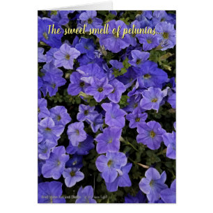 Belle Violet Bleu Pétunia Fleurs Photo