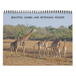 BELLE ZAMBIE ET CALENDRIER DE LA FAUNE DU BOTSWANA