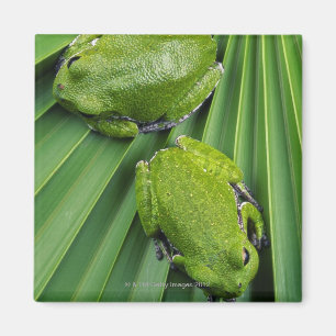 Bellender Baum-Frosch (Hyla gratiosa) Magnet