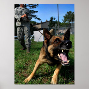 Bellender Schäferhund Poster