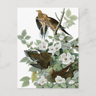 belles cartes postales d'oiseaux 28