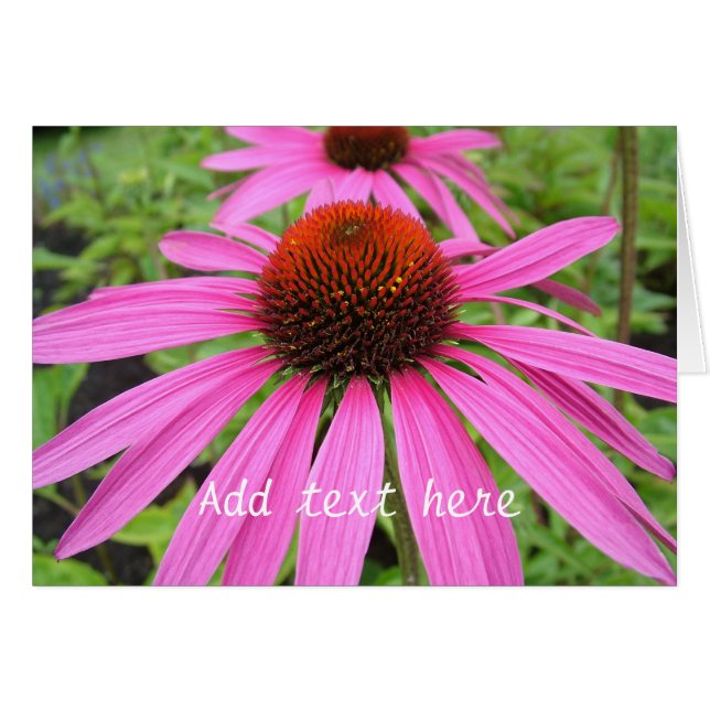 belles fleurs rose violet (Devant horizontal)