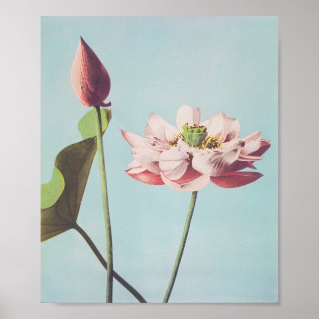 Belles impressions photomécaniques de fleurs Lotus (Devant)