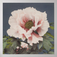 Belles impressions photomécaniques des fleurs de p