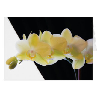 Belles orchidées du matin