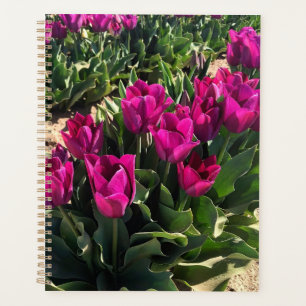 Belles tulipes
