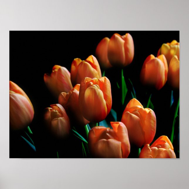 Belles tulipes orange sur affiche noire (Devant)