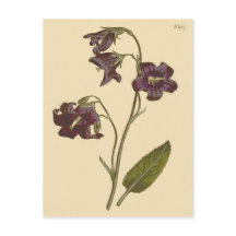 Bellflower-Zahnfleischblüte