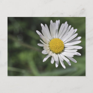 Bellis perennis postkarte