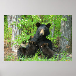 Belly Up Momma Bear und Twin Cubs Poster