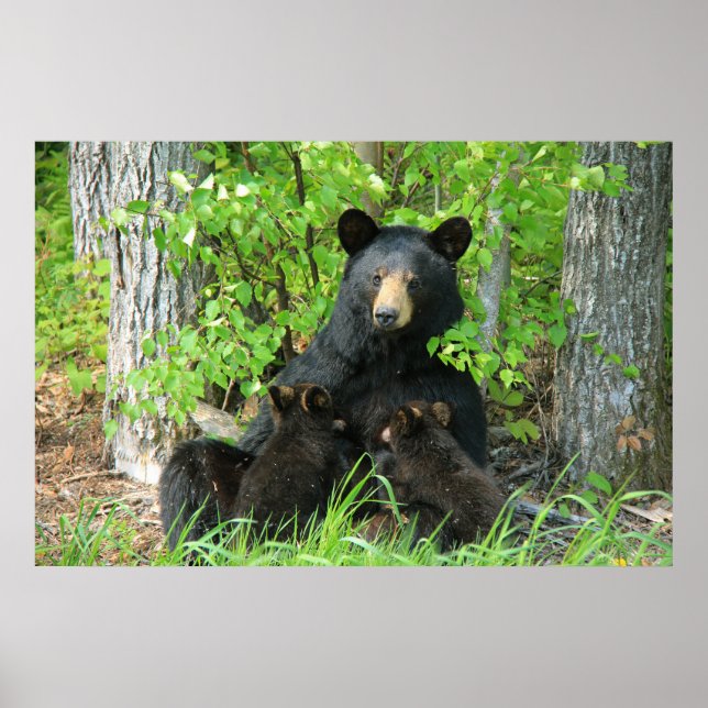 Belly Up Momma Bear und Twin Cubs Poster (Vorne)