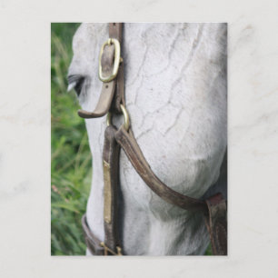 Bels Starlet Post Card Postkarte