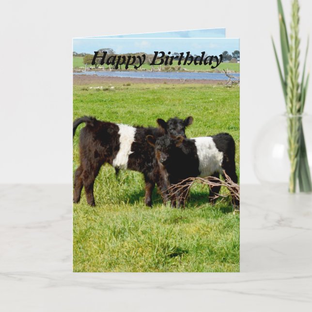 Belted Galloway Baby Calves, Birthday Karte (Vorderseite)