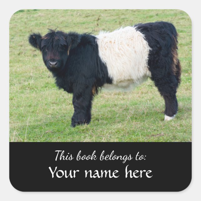 Belted Galloway Calf "Dieses Buch gehört..." Sq Quadratischer Aufkleber (Vorderseite)