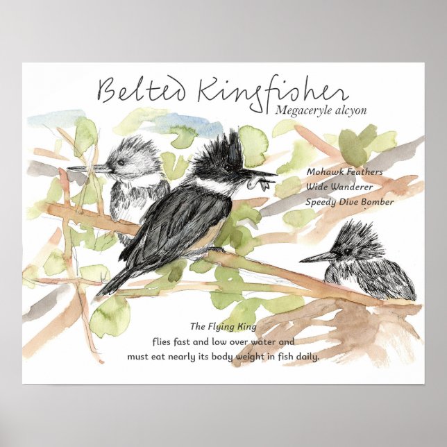 Belted Kingfisher Bird Minnow Fish Trees Poster (Vorne)