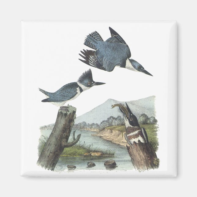 Belted Kingfisher, John Audubon Magnet (Vorne)