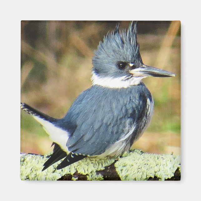 Belted Kingfisher Magnet (Vorne)