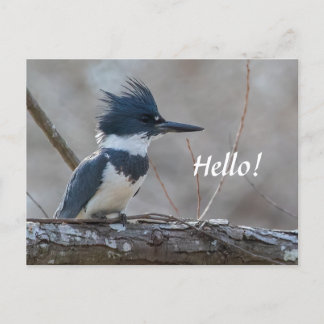 Belted Kingfisher Postcard Postkarte