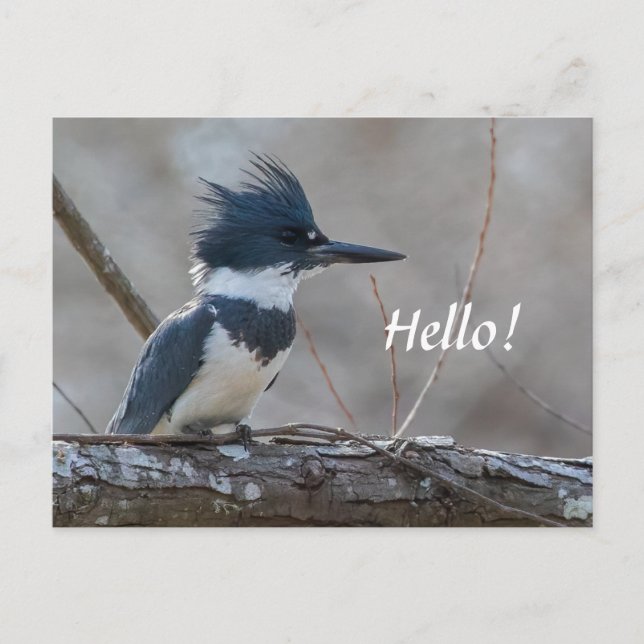 Belted Kingfisher Postcard Postkarte (Vorderseite)