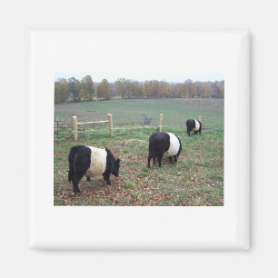 Beltie Cow Herd Auf dem Weg Magnet