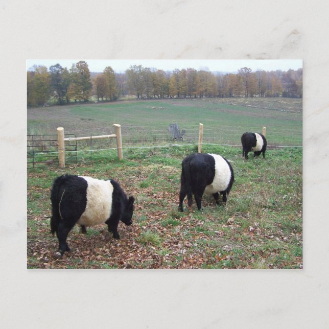 Beltie Cow Herd Auf dem Weg Postkarte (Vorderseite)