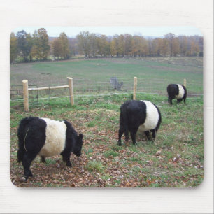 Beltie-Kuhherde entlang eines Pfades Mousepad