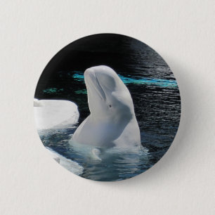 Beluga Whale Button