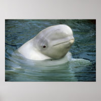 Beluga Whale, Delphinapterus leucas), Captive