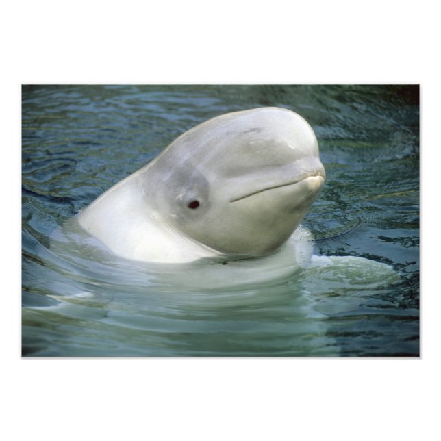 Beluga Whale, Delphinapterus leucas) Fotodruck (Vorne)