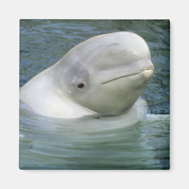 Beluga Whale, Delphinapterus leucas) Magnet (Vorne)
