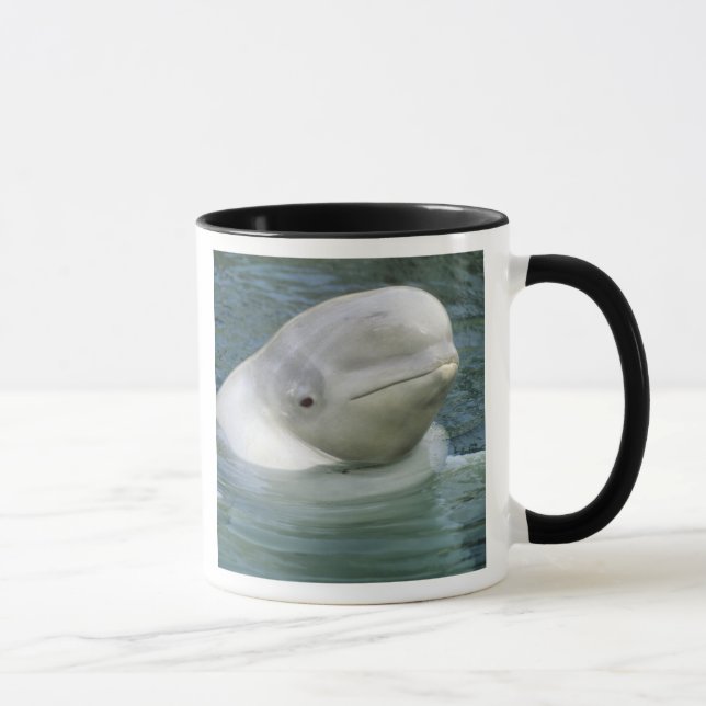 Beluga Whale, Delphinapterus leucas) Tasse (Rechts)