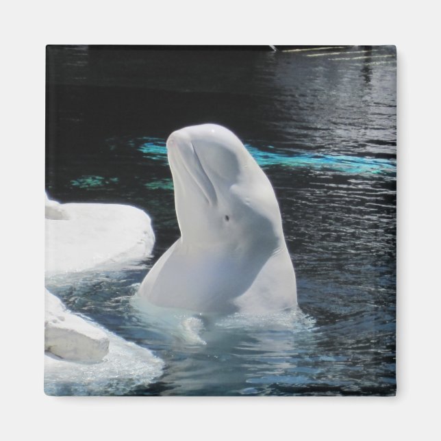 Beluga Whale Geschenke Magnet (Vorne)