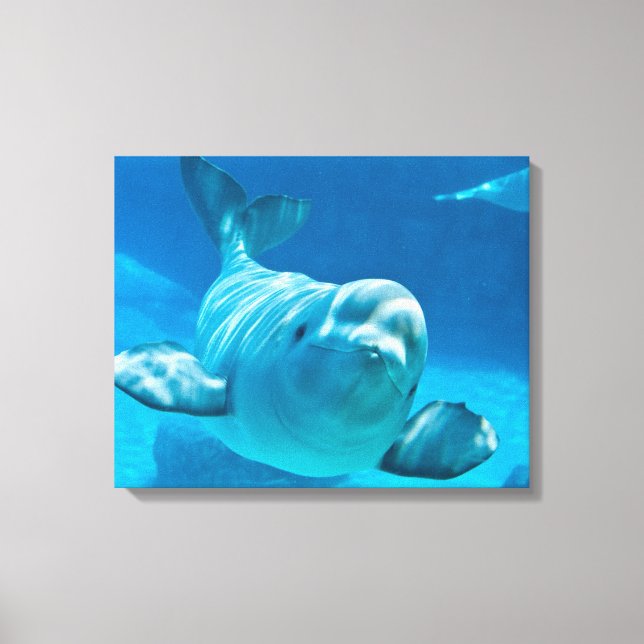 Beluga Whale Leinwanddruck (Vorderseite)